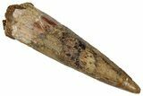 Fossil Spinosaurus Tooth - Real Dinosaur Tooth #324859-1